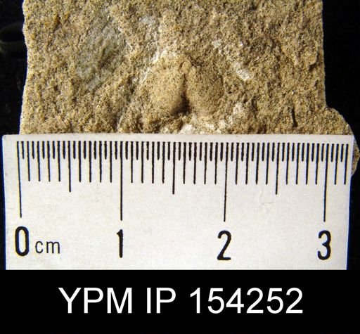 Syntrophia primordialis