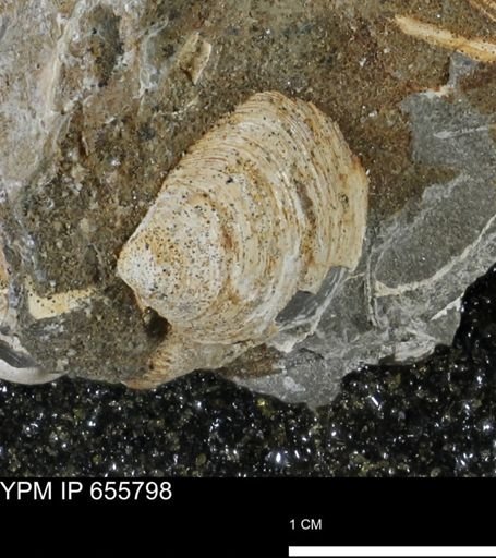 Limopsis striatopunctatus