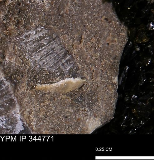 Oxytoma (Hypoxytoma) nebrascana