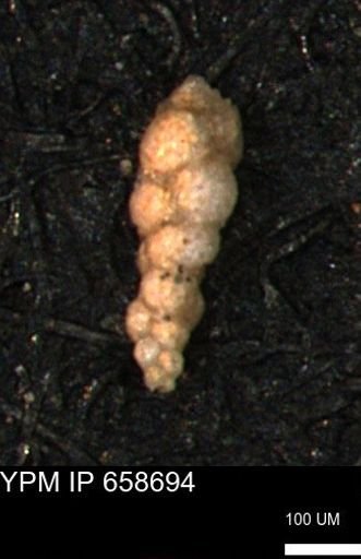 Verneuilinoides kansasensis
