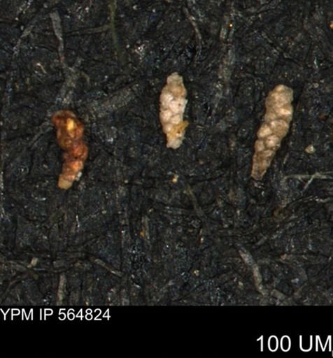 Verneuilinoides kansasensis