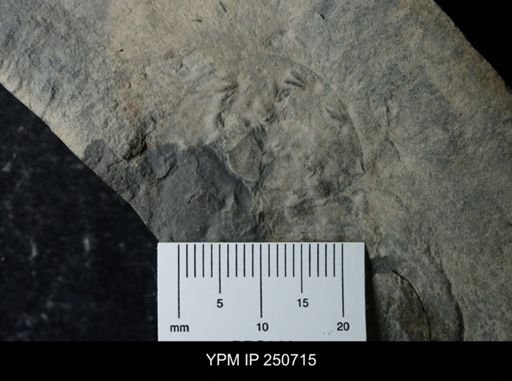 undet. Eurypterida