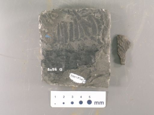 Pecopteris sternbergi