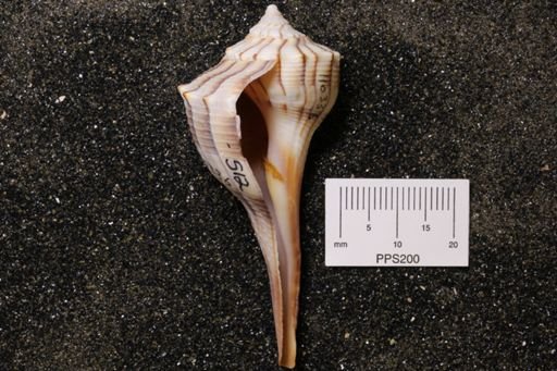 Sinistrofulgur perversum