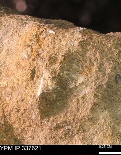 undet. Mollusca