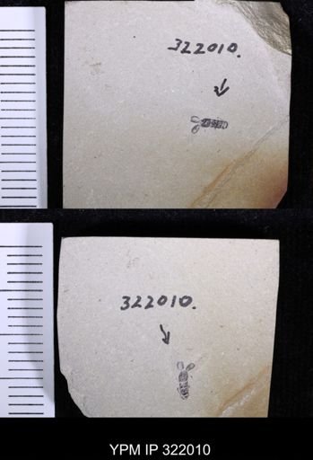 undet. Staphylinidae