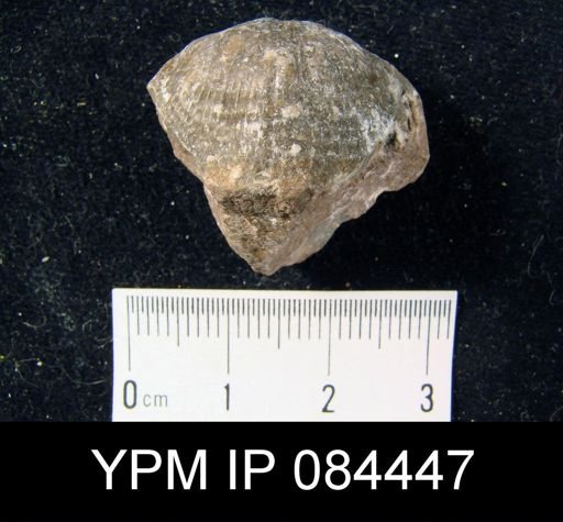 Orthostrophia dartae