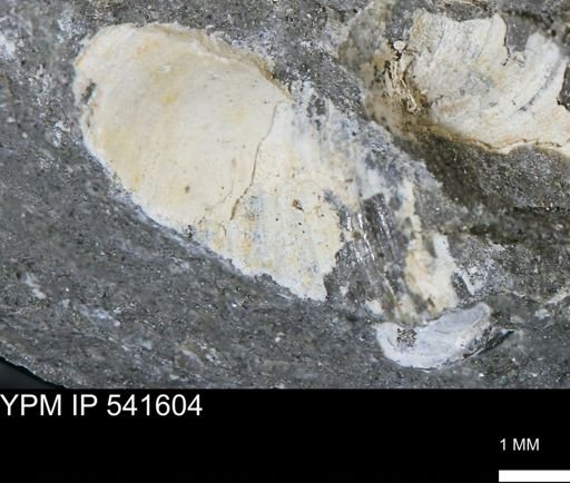 Limopsis striatopunctatus