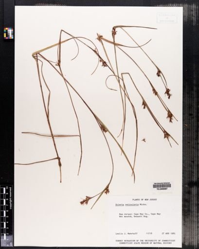 Scleria reticularis