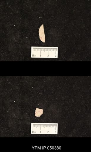 undet. Hexapoda