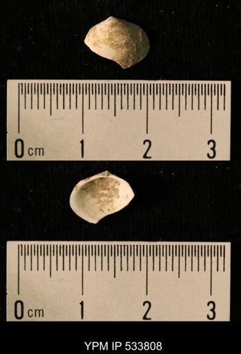 Macoma groenlandica