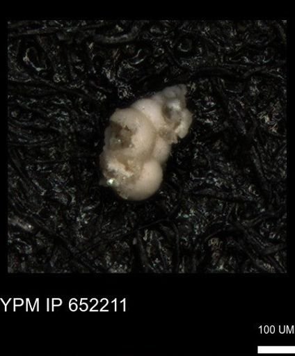 undet. Heterohelicidae
