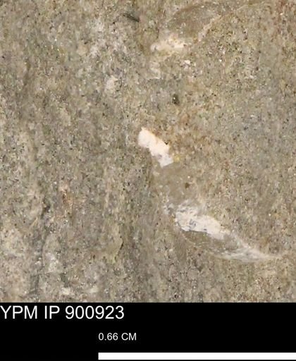 undet. Mollusca