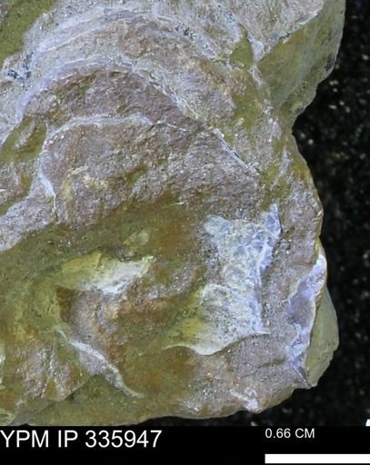 undet. Mollusca