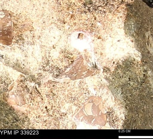 undet. Mollusca