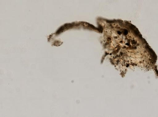 Ircinia felix