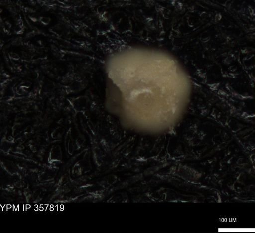 undet. Foraminiferida