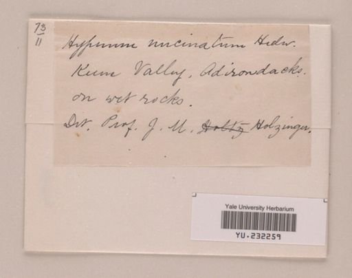 Drepanocladus uncinatus