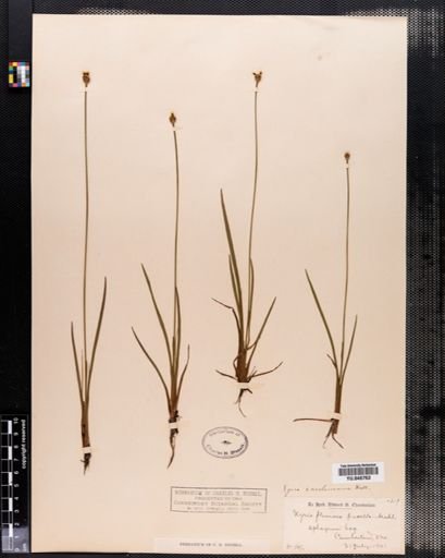 Xyris caroliniana