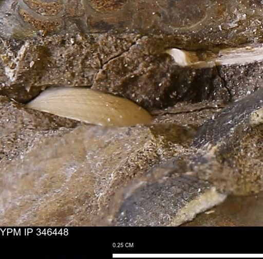 Limopsis striatopunctatus