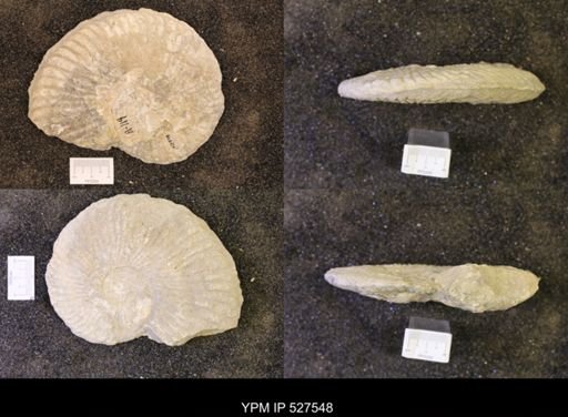 Oxytropidoceras sp.