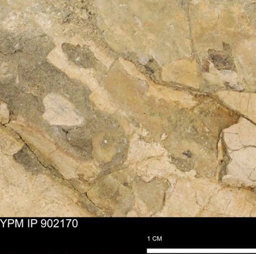 Baculites sp.