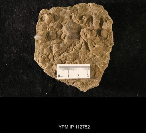 Lophospira sp.