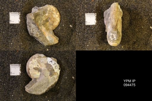 Hoploscaphites nicolletii
