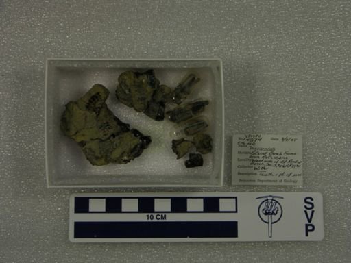 Phenacodus sp.