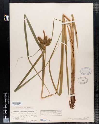 Carex pseudocyperus