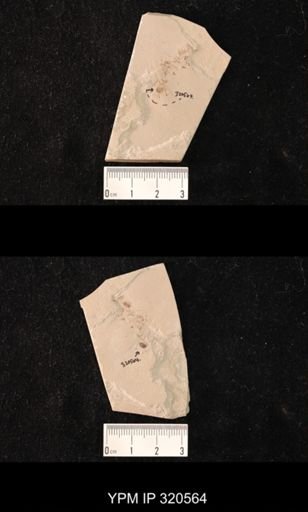 undet. Coleoptera
