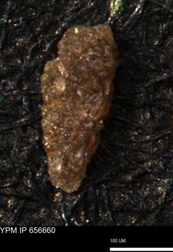 Verneuilina canadensis