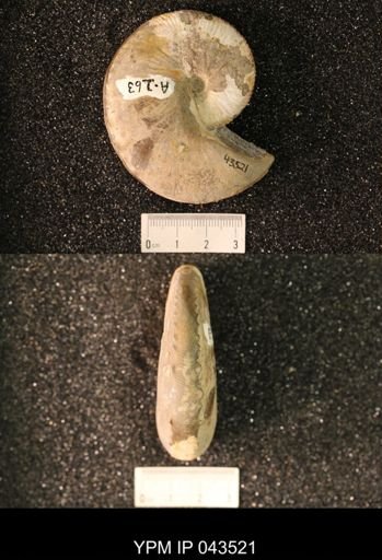 Hoploscaphites nicolletii
