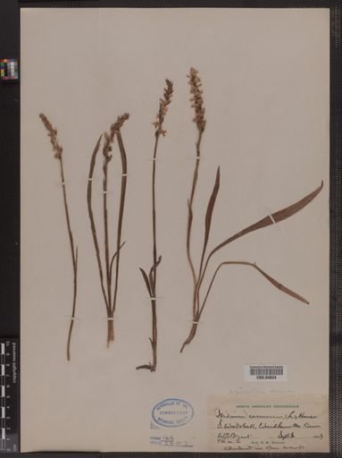 Spiranthes cernua