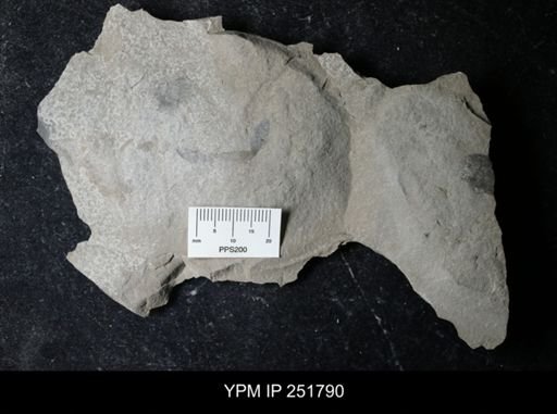 undet. Eurypterida