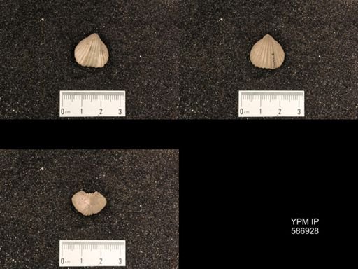 Rhynchotrema capax