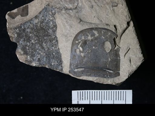 Eurypterus sp.