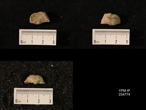 Marginifera splendens