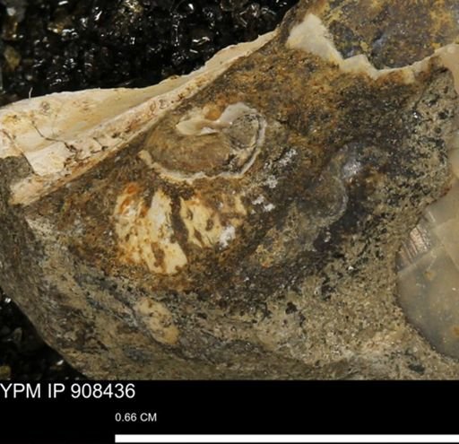undet. Gastropoda