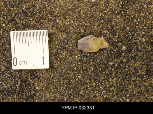 undet. Scaphitidae