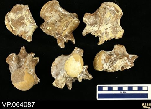 undet. Mosasauridae