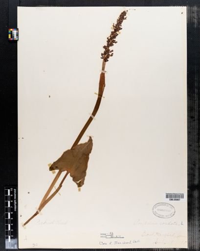 Pontederia cordata