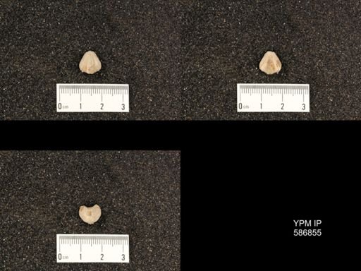 Rhynchotrema anticostiensis