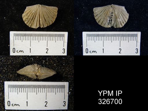 Platystrophia biforata