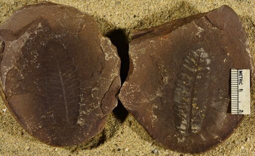 Pecopteris