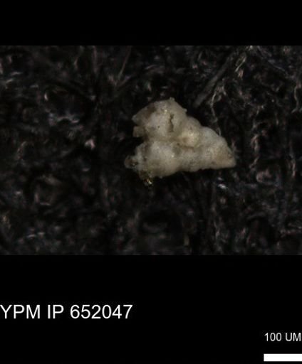 undet. Heterohelicidae