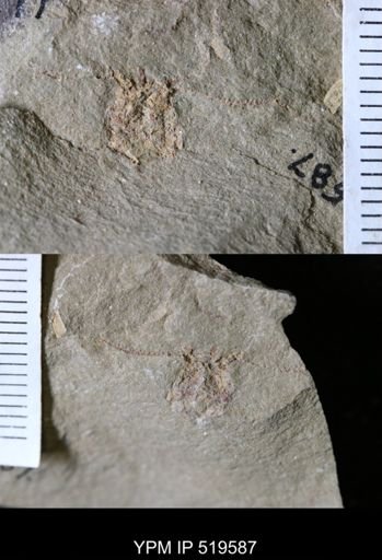 undet. Eocrinoidea