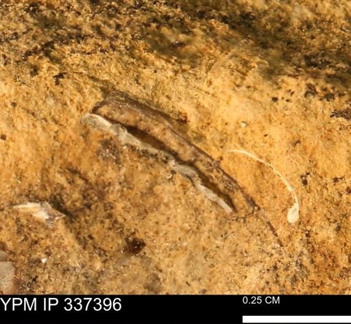 undet. Mollusca