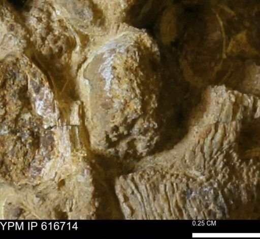 Teredo sp.
