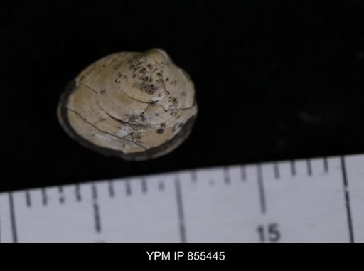 Limopsis striatopunctatus